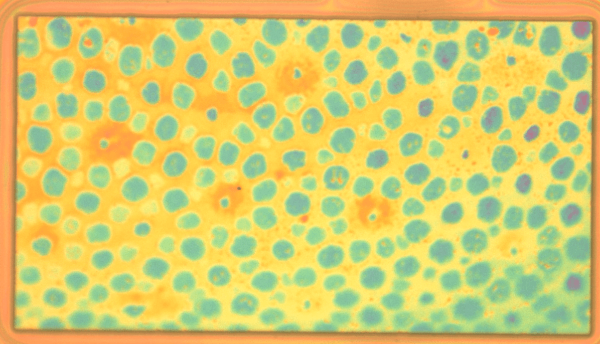 Mimicking the Octopus - Synthetic Skin That Changes Color and Texture