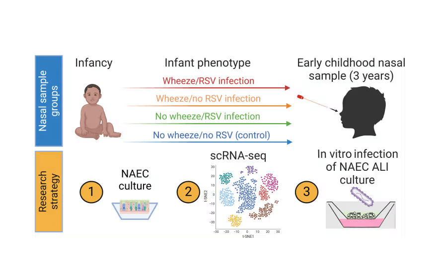 Early RSV Infection and Wheezing May Reprogram Child Airways
