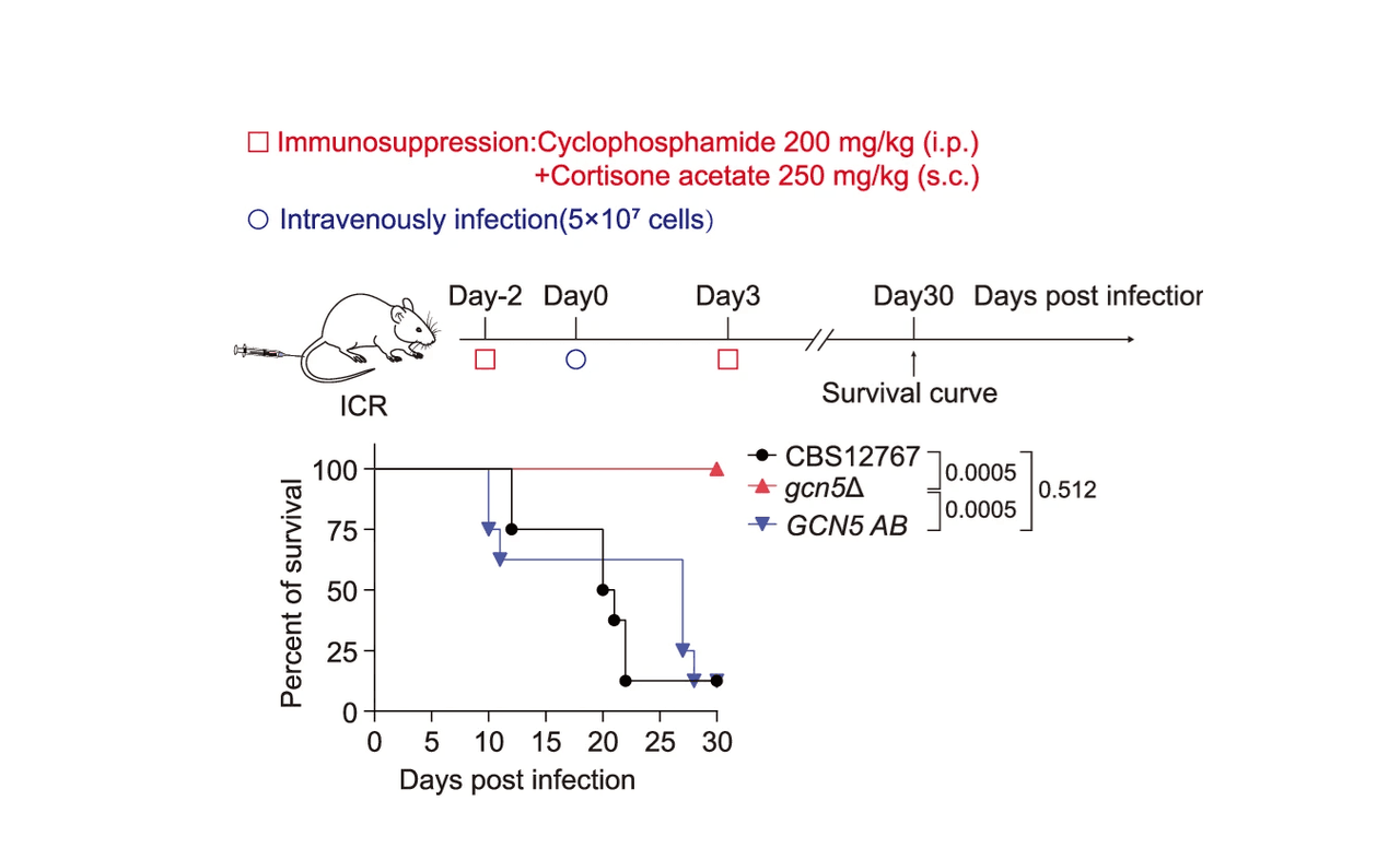 Scientists Uncover Genetic 'Master Switch' in Deadly Super Fungus