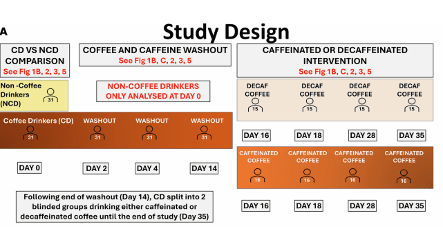 How Coffee Rewires Your Gut and Brain - Beyond Caffeine