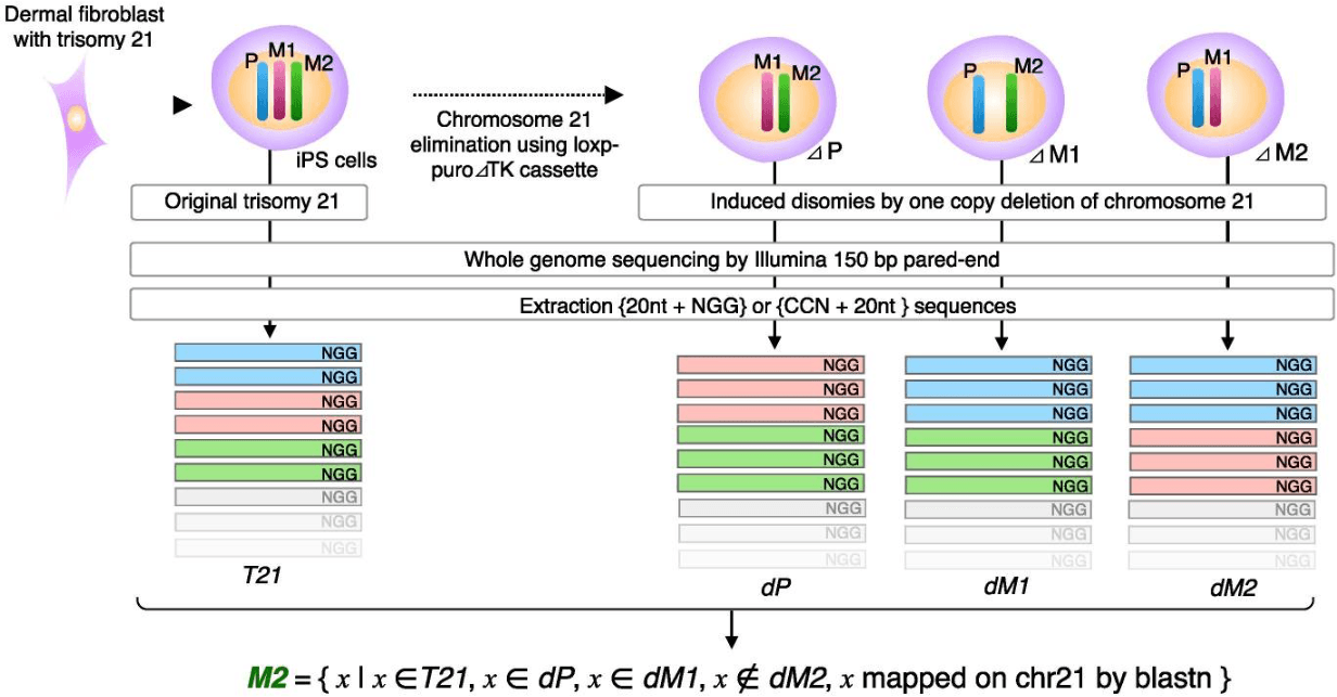 CRISPR-Cas9 Allele-Specific Trisomy 21 Chromosome Elimination in Human iPS Cells