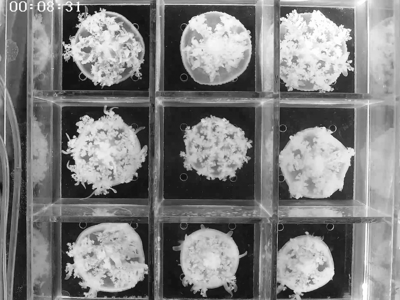 Sleep Without Brains: Jellyfish and Anemones Reveal Ancient Origins of Slumber