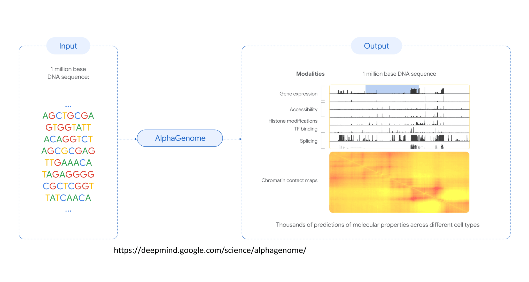 AlphaGenome Achieves Breakthrough in Predicting Genetic Disease from Non-Coding DNA
