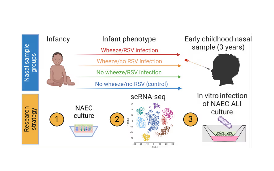 Early RSV Infection and Wheezing in children
